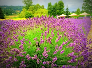 Purple Haze Lavender Farm 